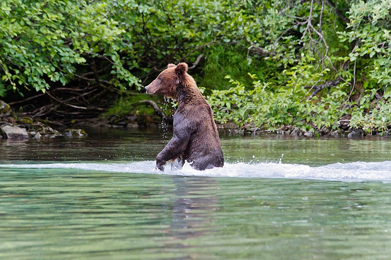 Alaska Wildlife-25.JPG